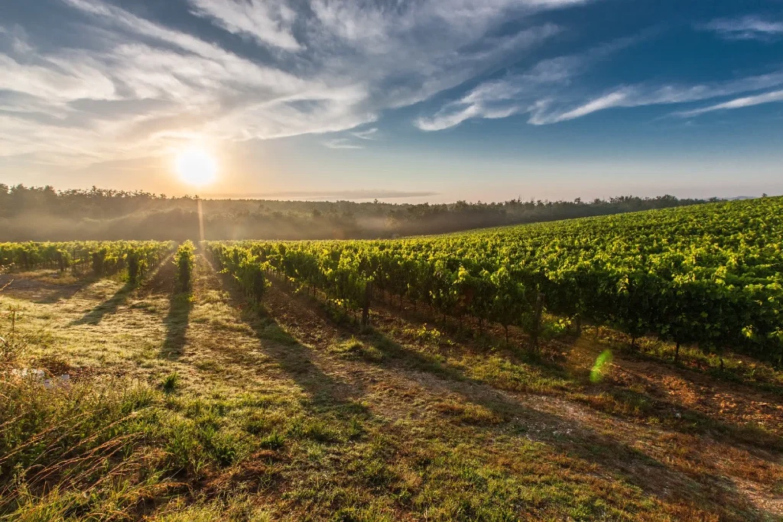 Vineyard rows at sunrise at Avio Vineyards wedding venue in Sutter Creek, California