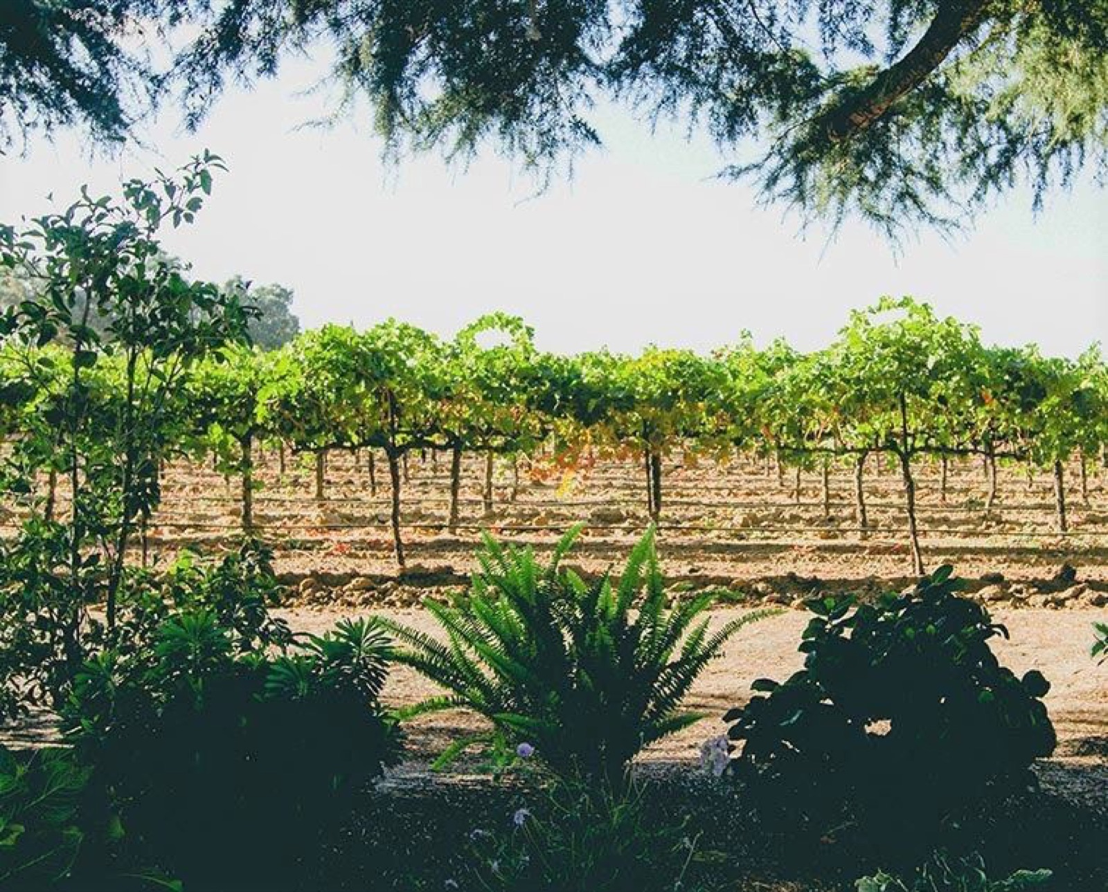 Bare Ranch by Michael David Winery