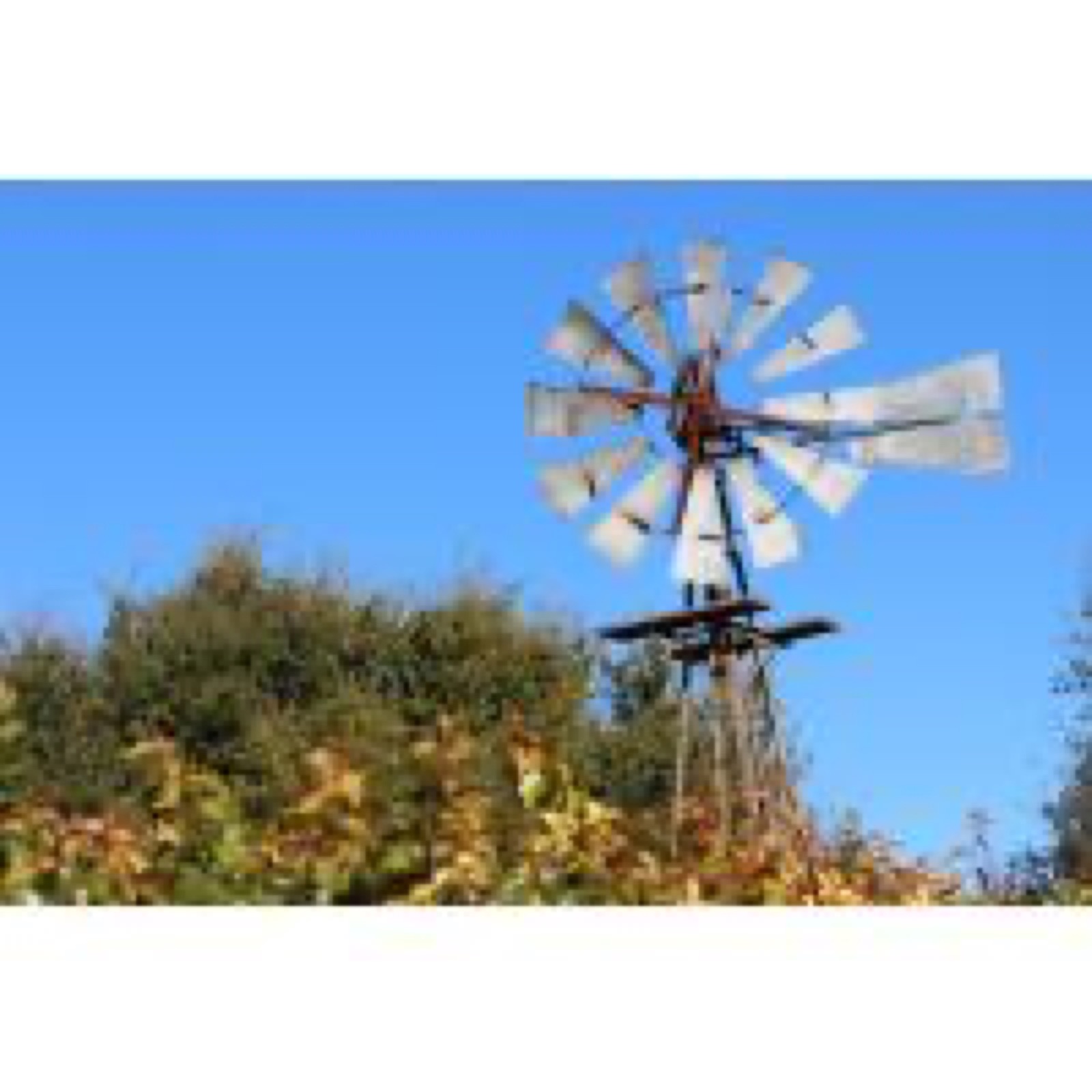 Cotton Tree Ranch
