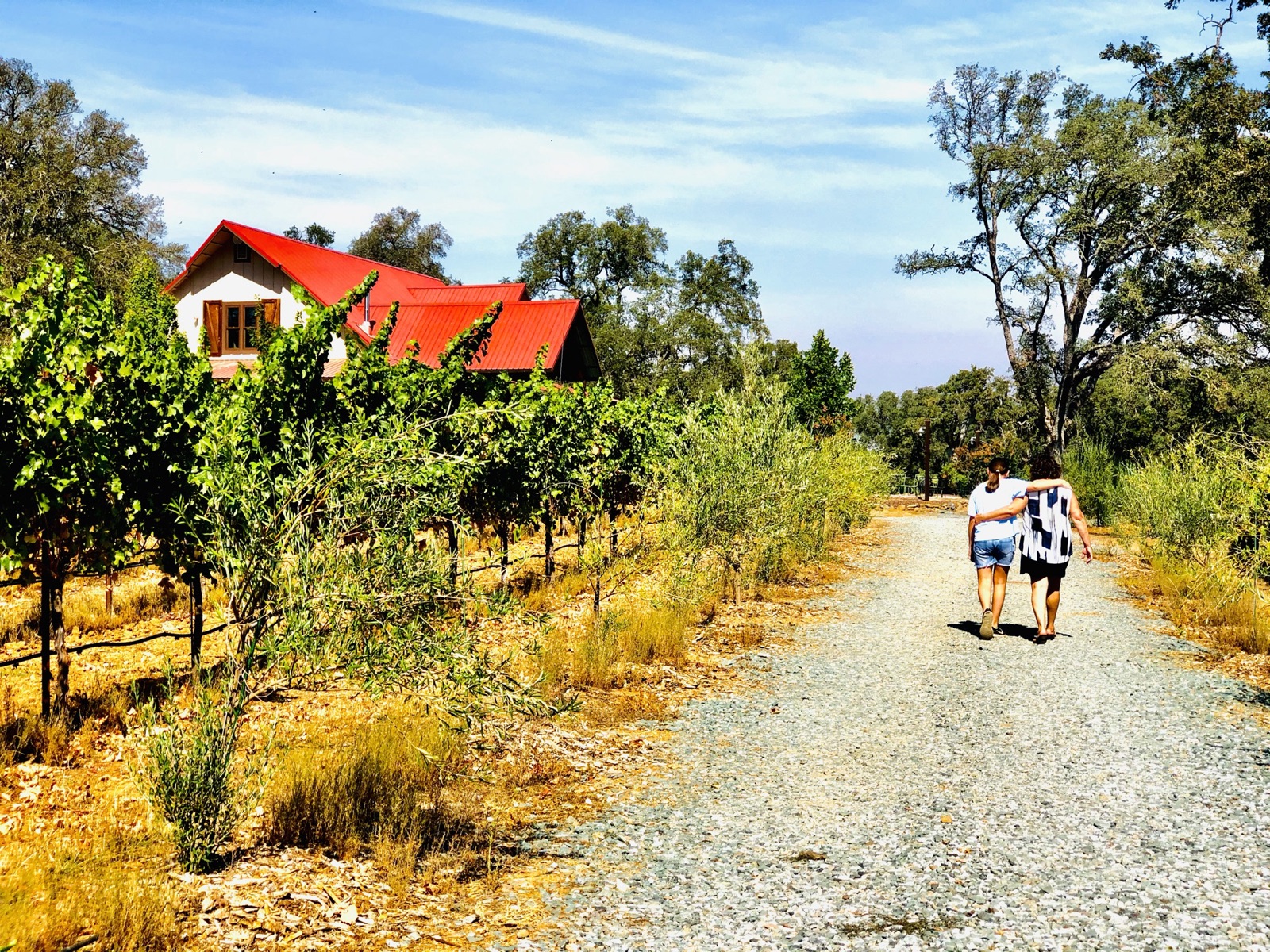 Vineyard setting with oak trees at Jordan Oaks Vineyard in Angels Camp, California