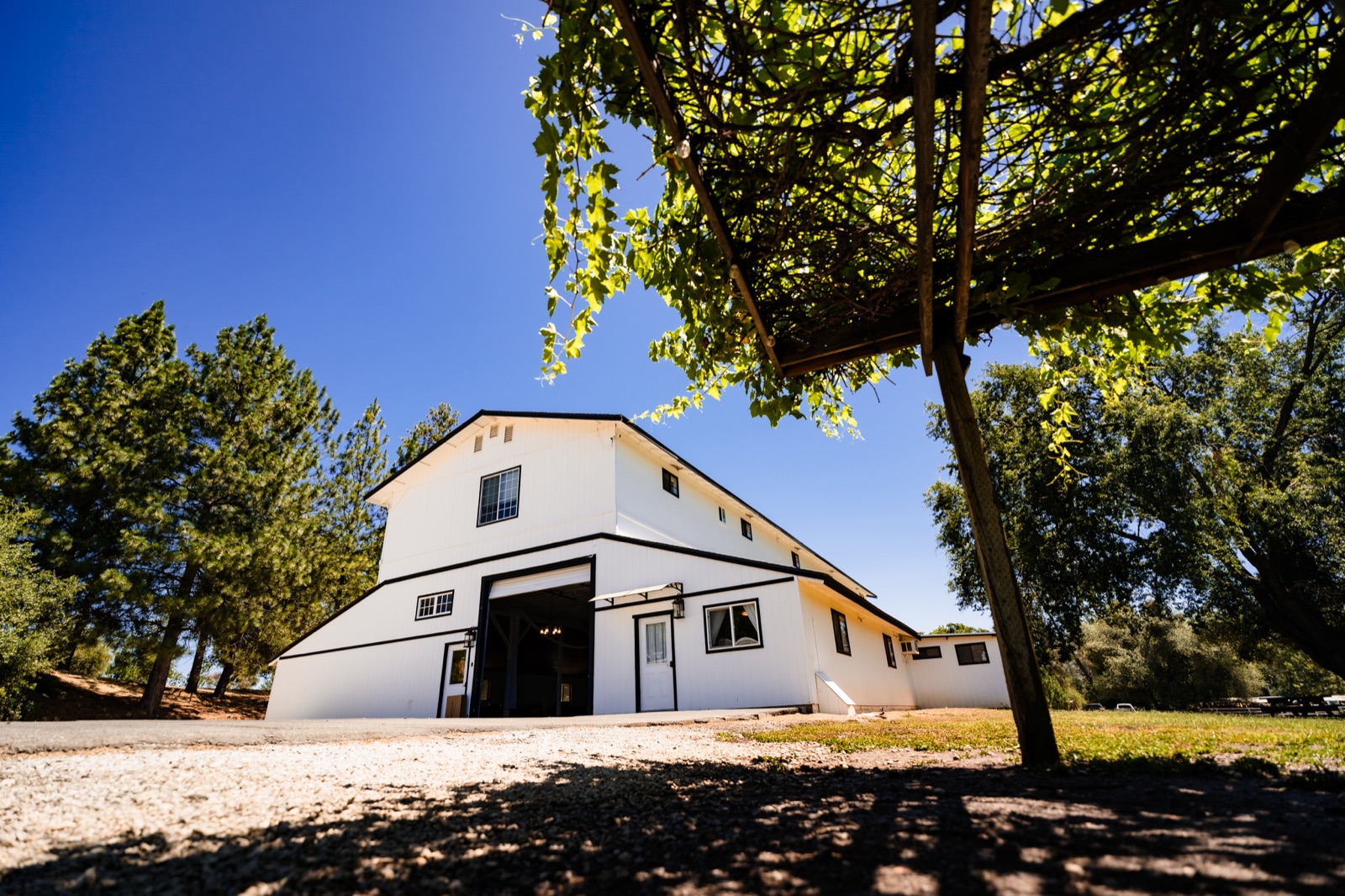 Outdoor ceremony site beneath a heritage oak tree at Mount Brow Vineyard in Sonora, California