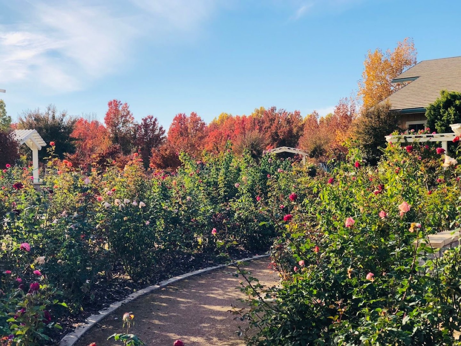 Natomas Rose Garden