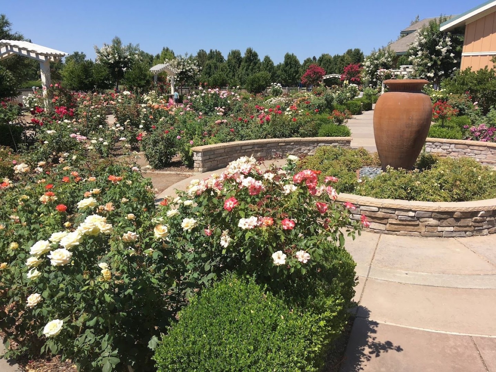 Garden walkway lined with roses at Natomas Rose Garden in Sacramento, California