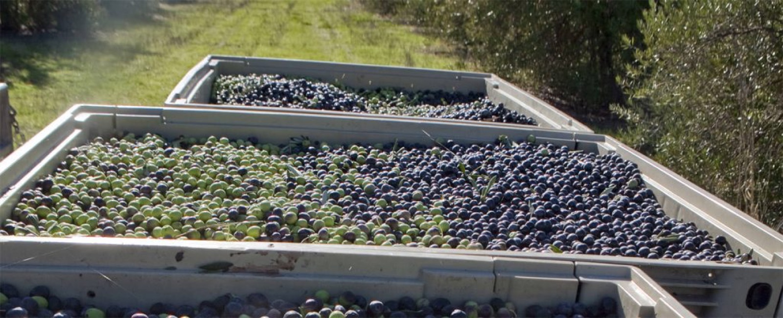 Olive orchard grounds at Purple Orchid Wine Country Resort & Spa wedding venue in Livermore, California