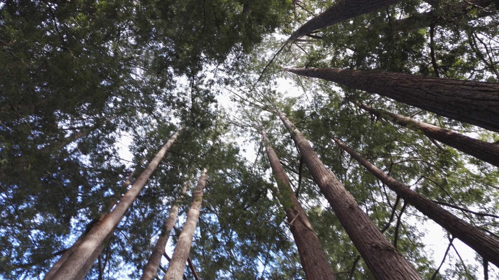 Forested trail among tall trees at Sanborn County Park in Saratoga, California