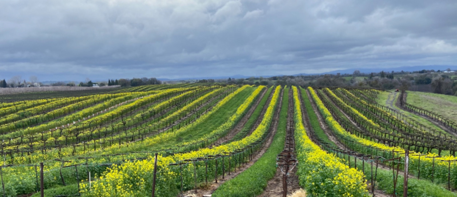 Estate vineyard associated with The Dancing Fox Winery & Bakery near Lodi, California