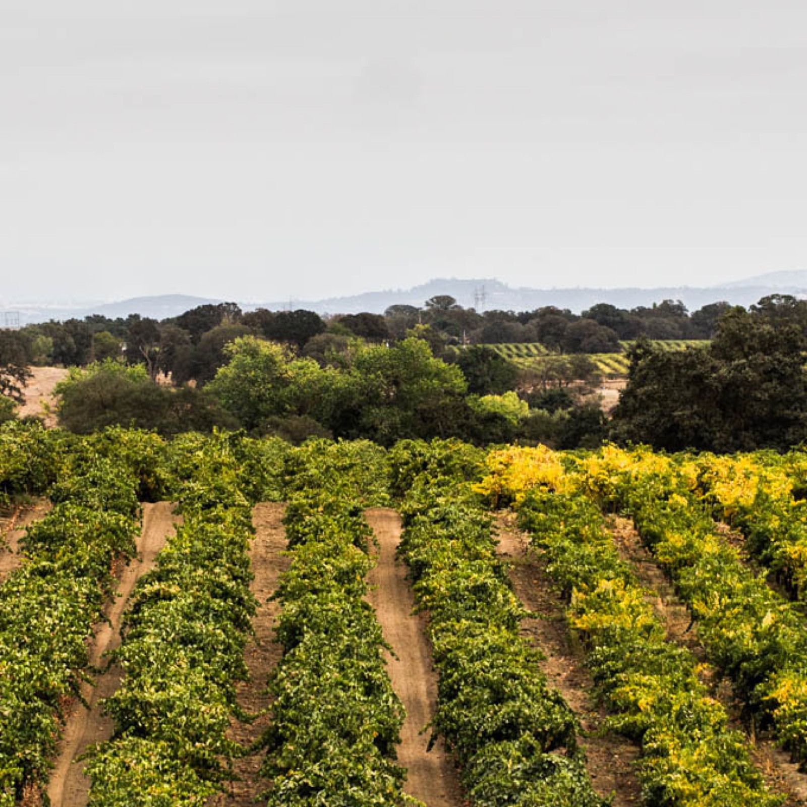Interior setting at The Dancing Fox Winery & Bakery wedding venue in Lodi, California