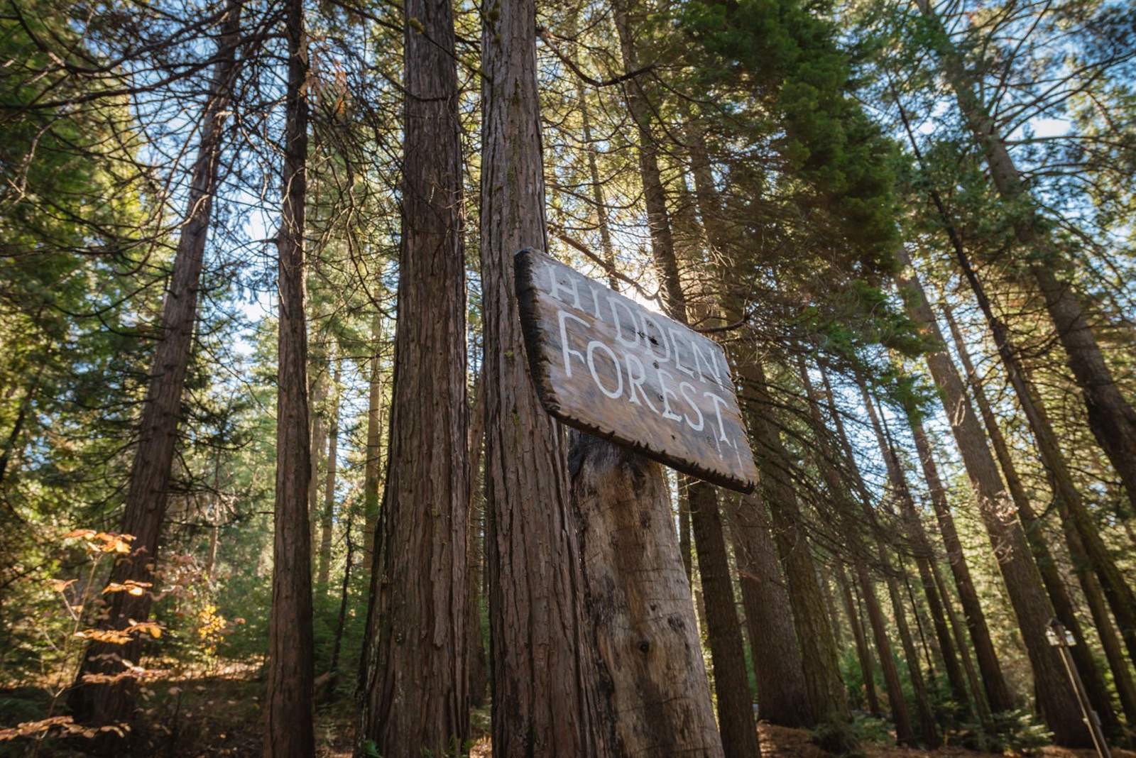 Forest ceremony clearing among soaring pines at The Lodge at Two Moons in Oakhurst, California