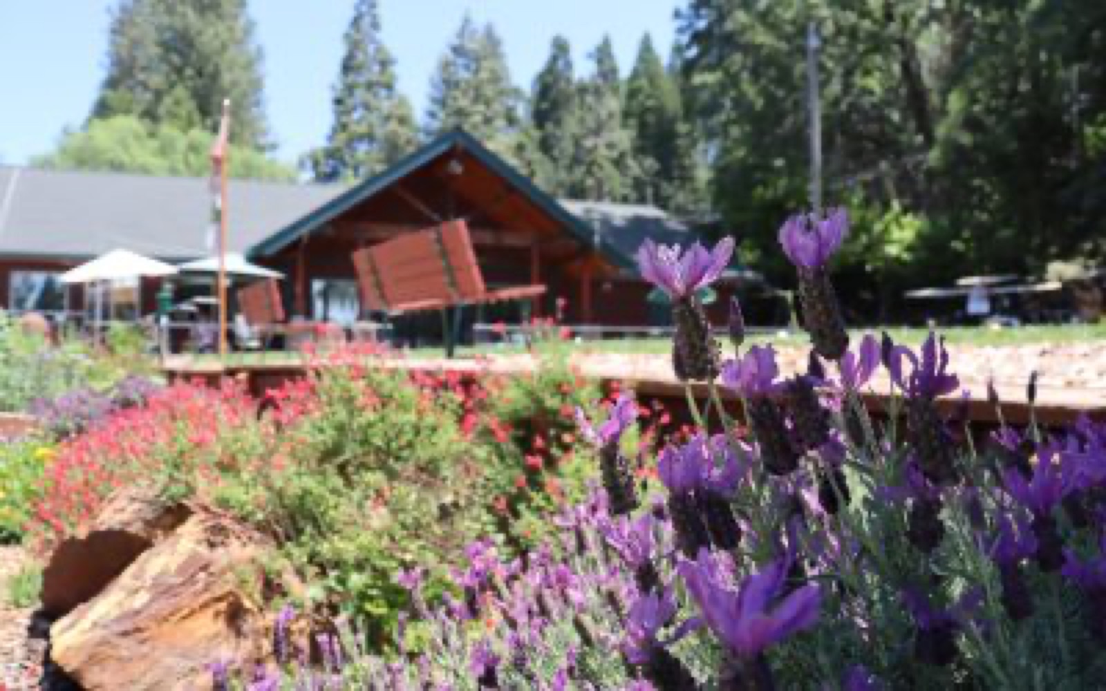 Wooded mountain setting at Twain Harte Golf Course in Twain Harte, California