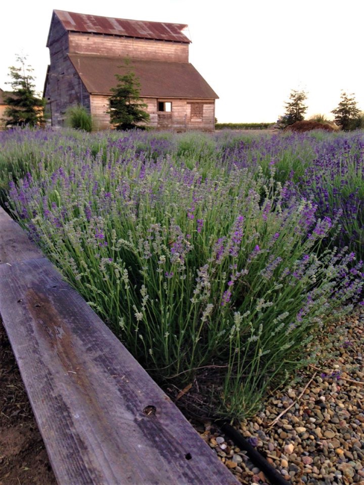 Rustic farmstead grounds at Vigna del Sole Farmstead wedding venue in Lodi, California